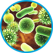 bacteria